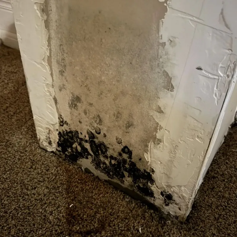 Professional Mold Removal in Terrell County, GA